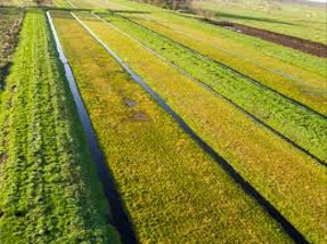 Klimaneutrale Baustoffe – eine Chance auch für die nasse Moornutzung